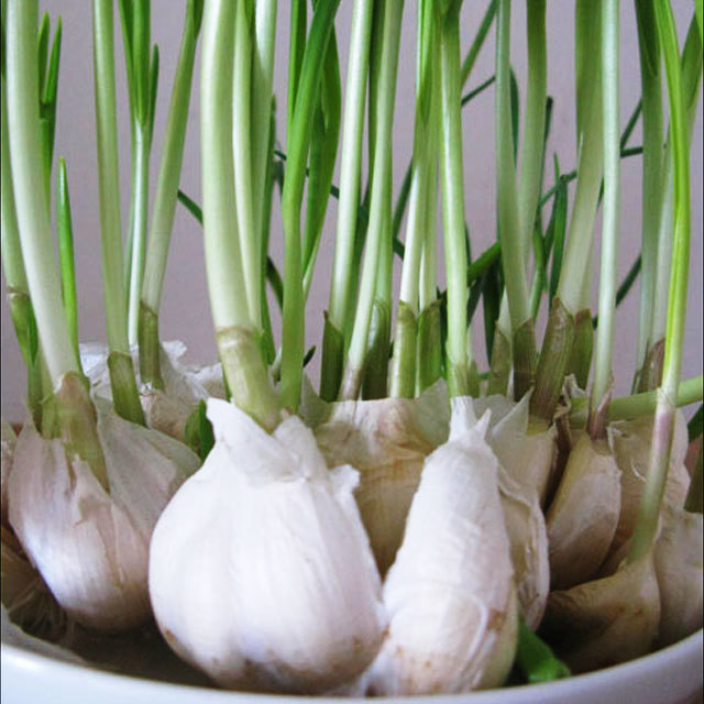 Allium sativum