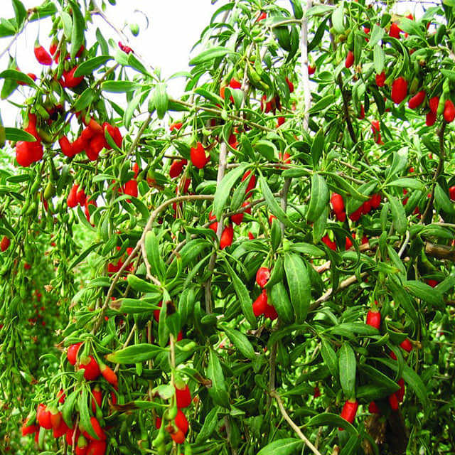 Lycium chinense