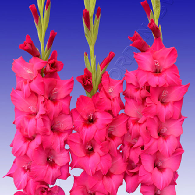 Gladiolus Thalia