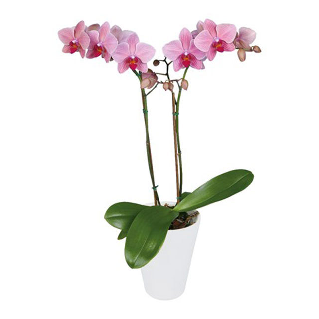 Phalaenopsis Ravenna