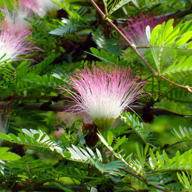 Calliandra Surinamensis