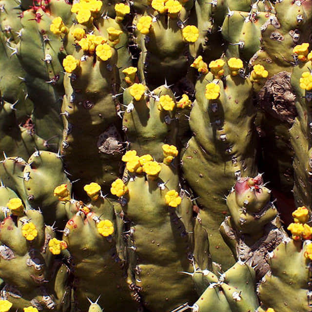 Euphorbia resinifera White Cottony Spots