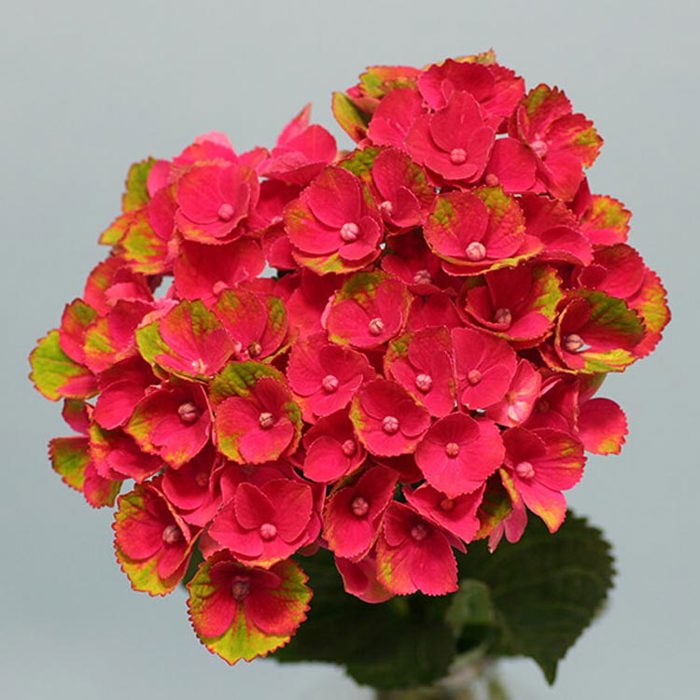 Hydrangea macrophylla Magical Charlotte Brown Leaf Tips