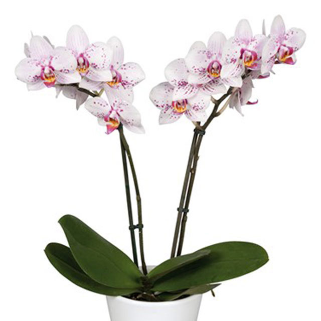 Phalaenopsis Gibraltar