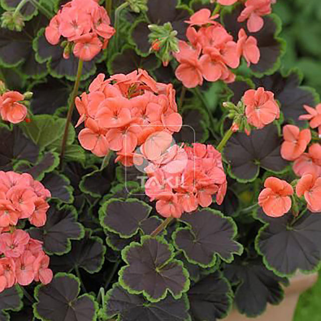 Pelargonium Black Velvet Coral White Powder