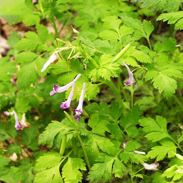 Corydalis edulis
