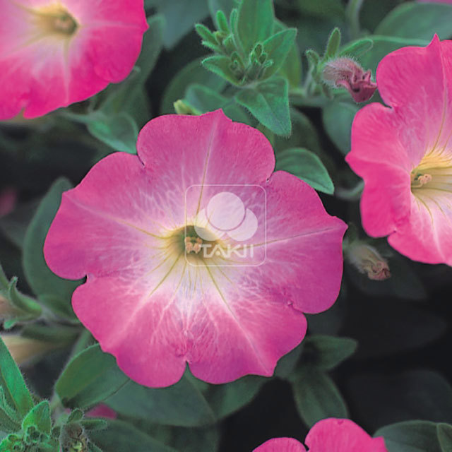 Petunia Opera Supreme Pink Morn Yellow Leaves