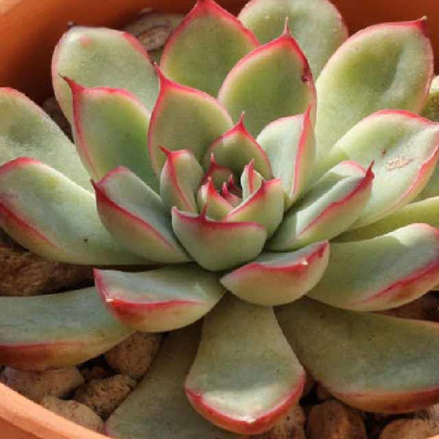 Echeveria Moon Goddess Sudden Leaf Drop