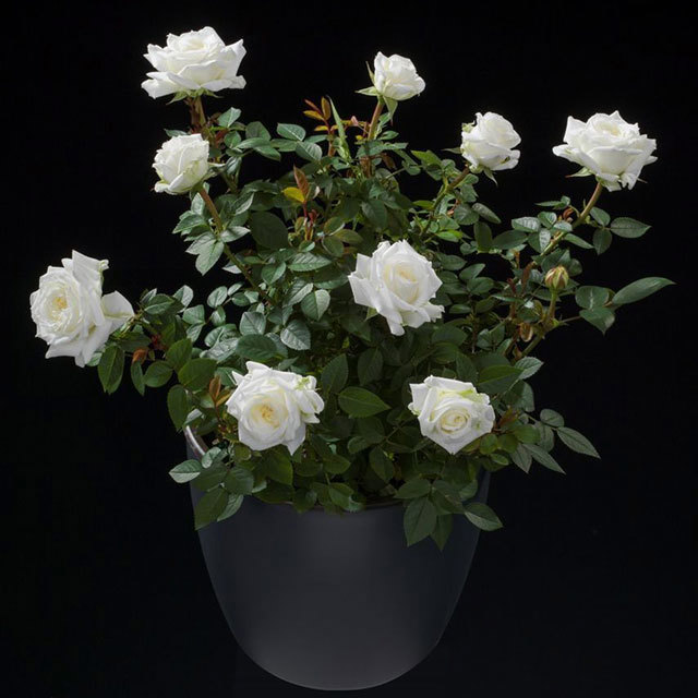 Mini Rose Terrazza Clear White Powder