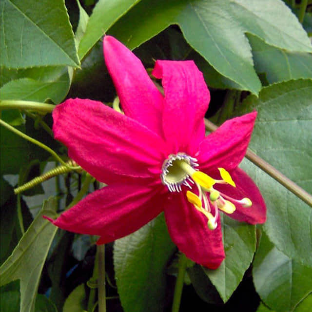 Passiflora mixta