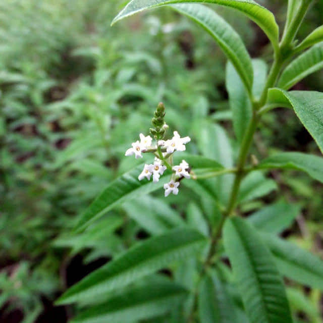 Aloysia triphylla