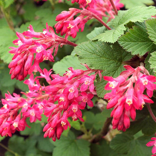 Ribes sanguineum King Edward VII