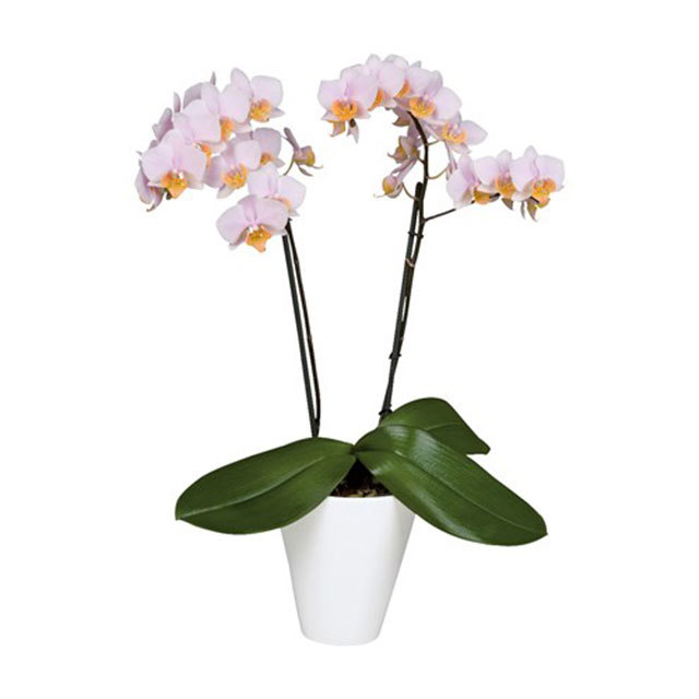 Phalaenopsis Tulcan