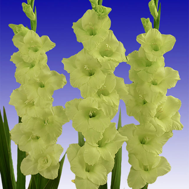 Gladiolus Miss Green