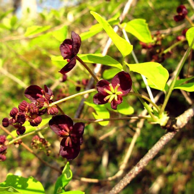 Akebia trifoliata