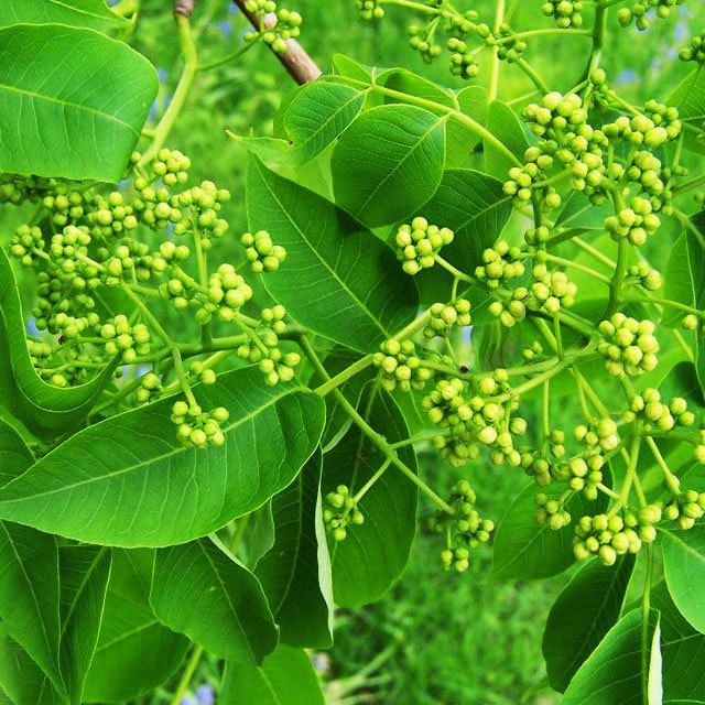 Phellodendron amurense