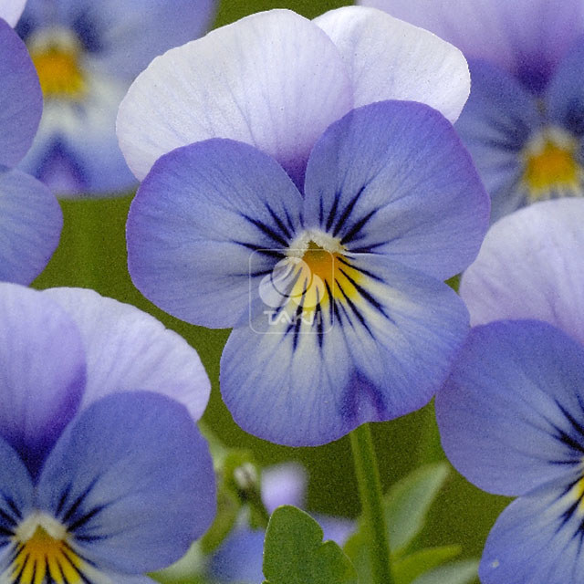 Viola cornuta Lavender Blue Leggy Stems