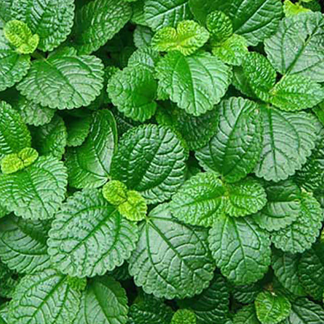 Mentha rotundifolia Brown Leaf Tips
