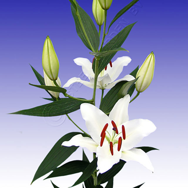 Lilium Oriental Carilon Yellow Leaves