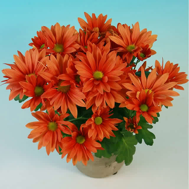 Chrysanthemum Adriano Fine Webbing