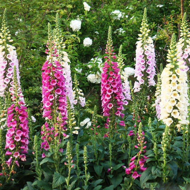 Digitalis lanata