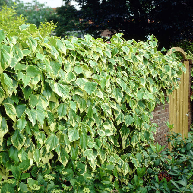 Hedera colchica