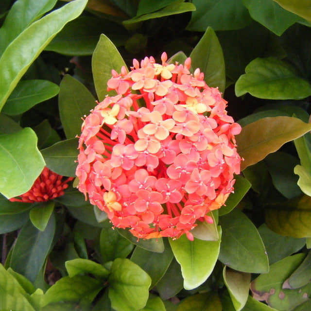 Hoya carnosa Leggy Stems