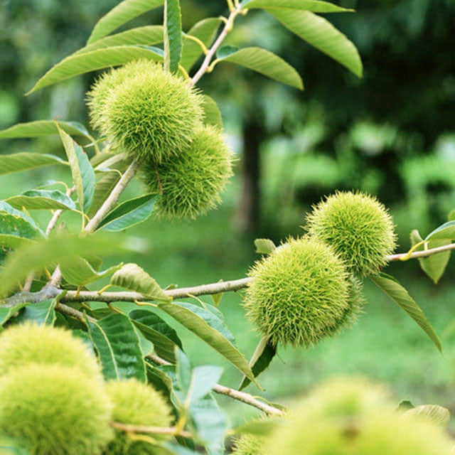 Castanea mollissima