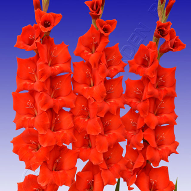 Gladiolus Beijing