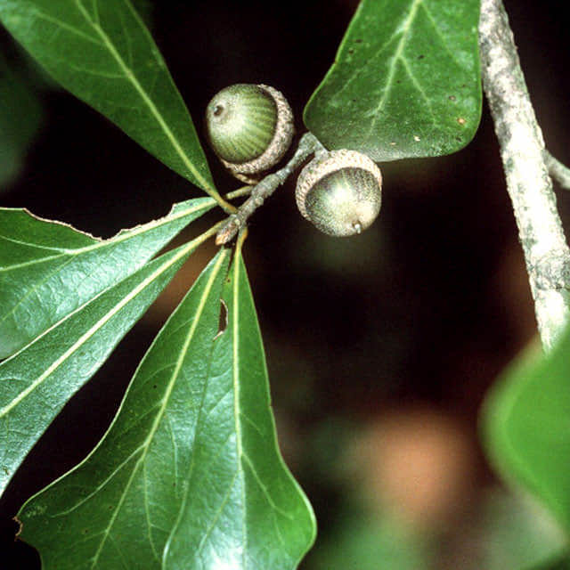 Quercus nigra
