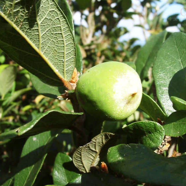 Ficus pumila Yellow Leaves
