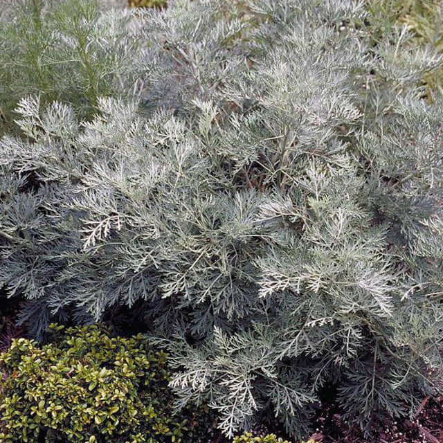 Artemisia schmidtiana