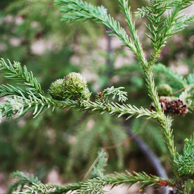 Cryptomeria fortunei