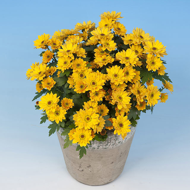 Chrysanthemum Pico Magistral Ragnatele sottili