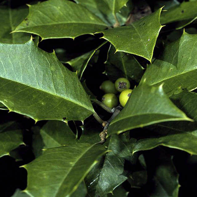 Ilex opaca