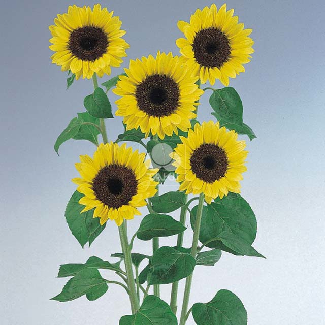 Helianthus annuus Premier F1 Light Yellow