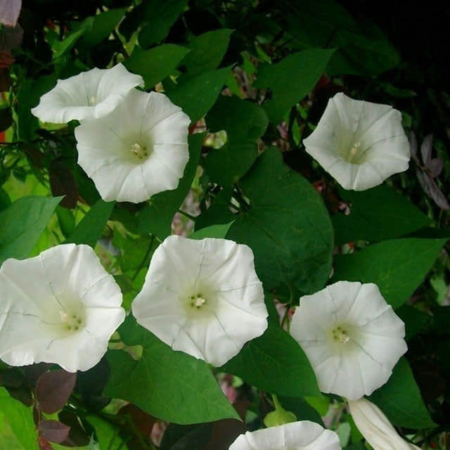 Convolvulus althaeoides