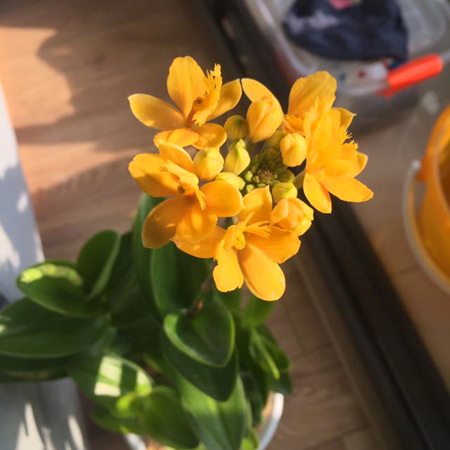 Epidendrum secundum