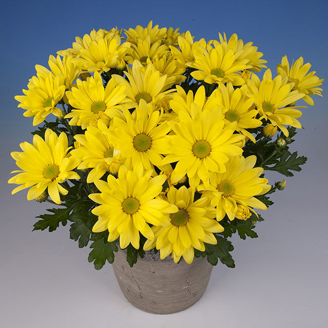Chrysanthemum Silva Fine Webbing