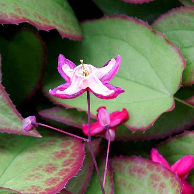 Epimedium rubrum