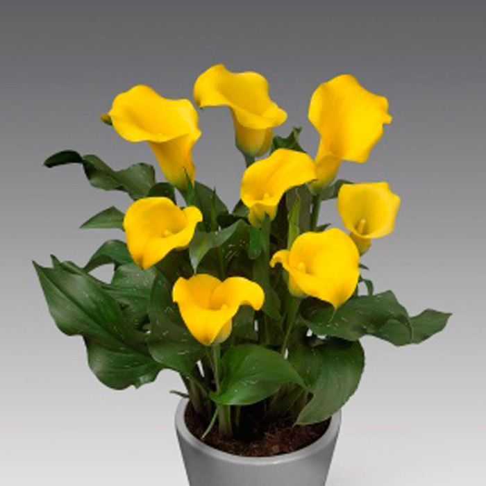 Zantedeschia Captain Solo Leggy Stems