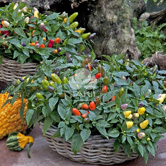 Capsicum annuum cubana