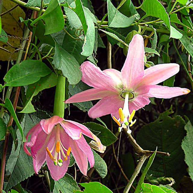 Passiflora mollissima