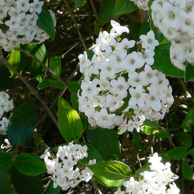 Viburnum burkwoodii