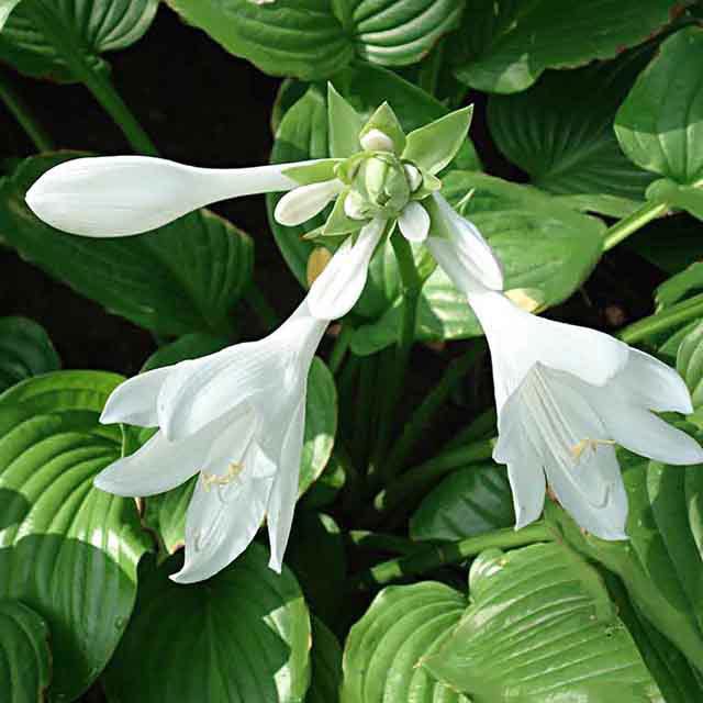Hosta plantaginea Drooping Leaves