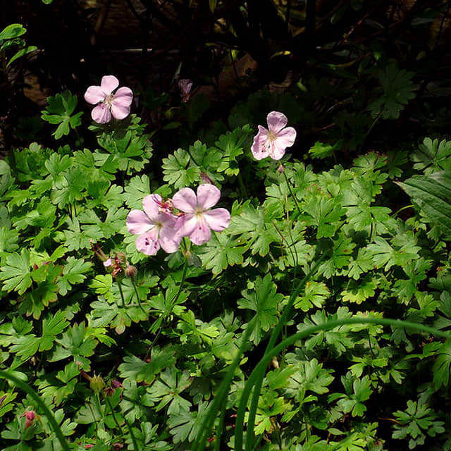 Geranium macrorrhizum