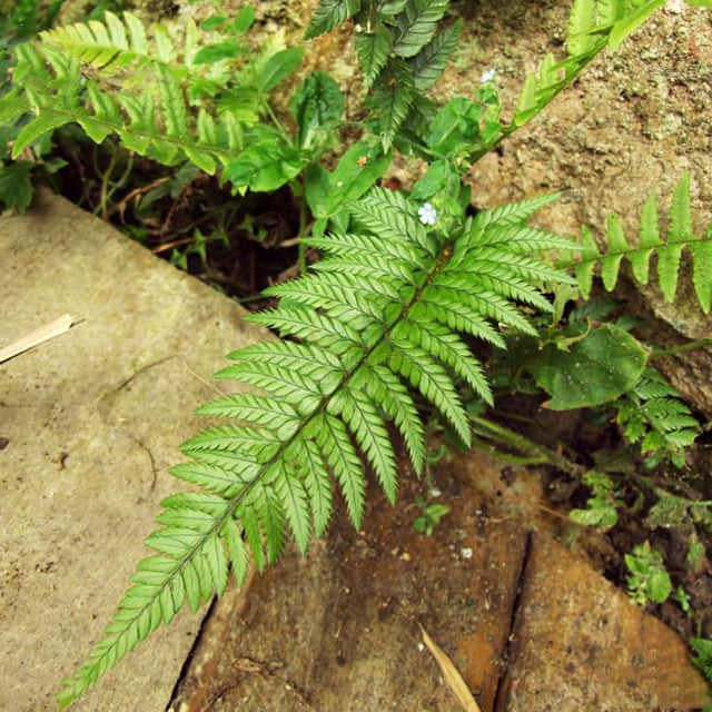 Polystichum tsus-simense