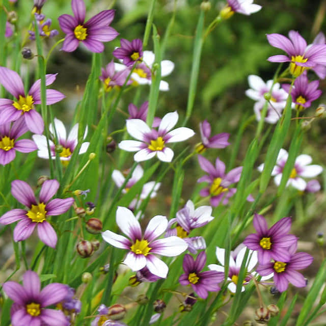Sisyrinchium