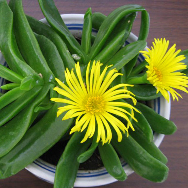 Glottiphyllum uncatum (Aizoaceae) White Cottony Spots