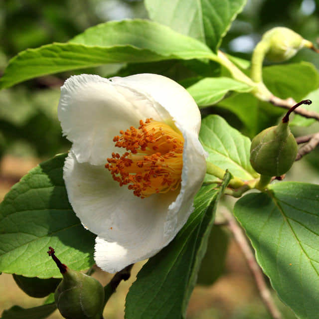 Stewartia pseudocamellia Koreana